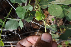 Rhynchosia suaveolens